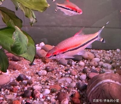 觀賞魚新手（養觀賞魚的基礎知識和技巧） 觀賞魚新手（養觀賞魚的基礎知識和技巧） 龍魚之家 第4張