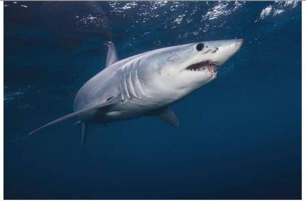 養19條魚吉利嗎？風水與科學的雙重解讀