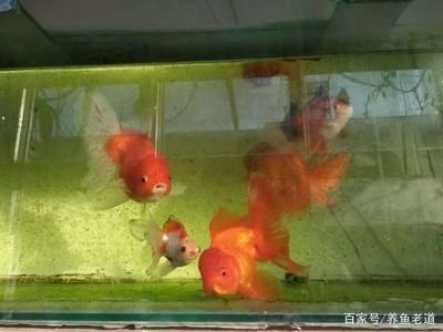 魚養11條最吉利最旺財，風水養魚的奧秘與技巧