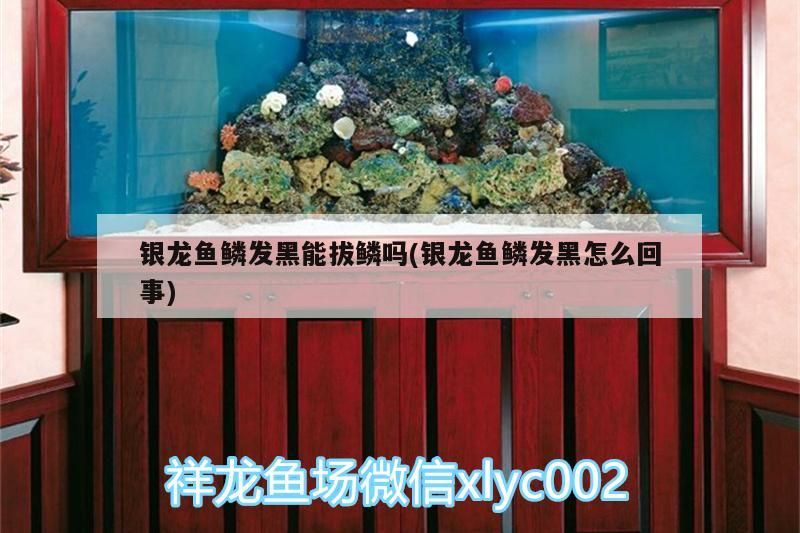 銀龍魚鱗發黑能拔鱗嗎(銀龍魚鱗發黑怎么回事)