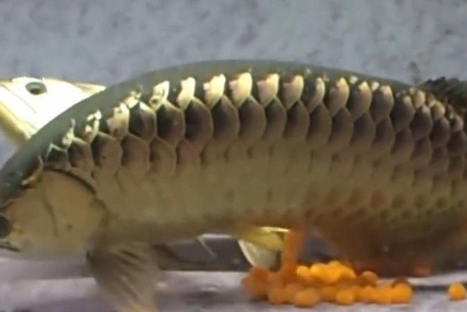 金龍魚繁殖季節飼料選擇：金龍魚的繁殖季節飼料選擇 金龍魚繁殖季節飼料選擇：金龍魚的繁殖季節飼料選擇 金龍魚百科 第1張
