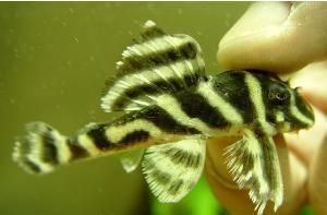 黑云熊貓異形魚（黑云熊貓異形魚是什么？）