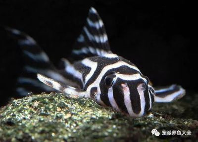 黑云熊貓異形魚（黑云熊貓異形魚是什么？）