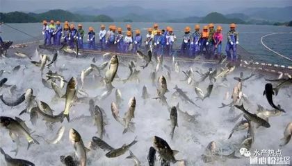 怎么挑選紅龍魚(yú)最好的魚(yú)：如何挑選優(yōu)質(zhì)紅龍魚(yú)，全方位指南