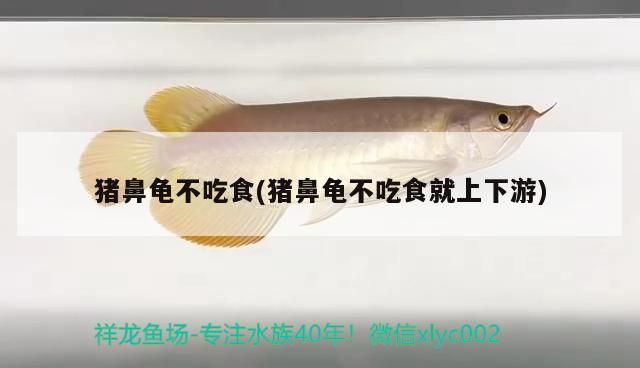 豬鼻龜不吃食(豬鼻龜不吃食就上下游)