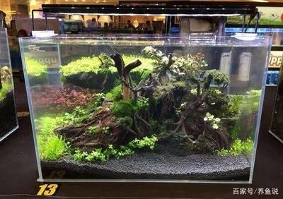 60公分魚缸造景多少錢：60公分魚缸造景價格 60公分魚缸造景多少錢：60公分魚缸造景價格 魚缸百科 第1張