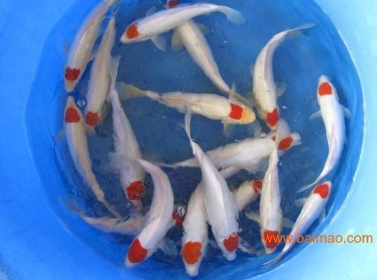 魚形陰宅葬哪最好，風水學中的理想安葬位置探析