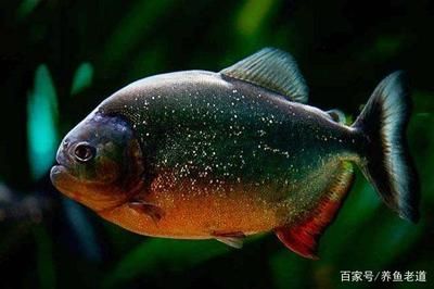 魚形風水地形圖解，自然與人文的和諧之道