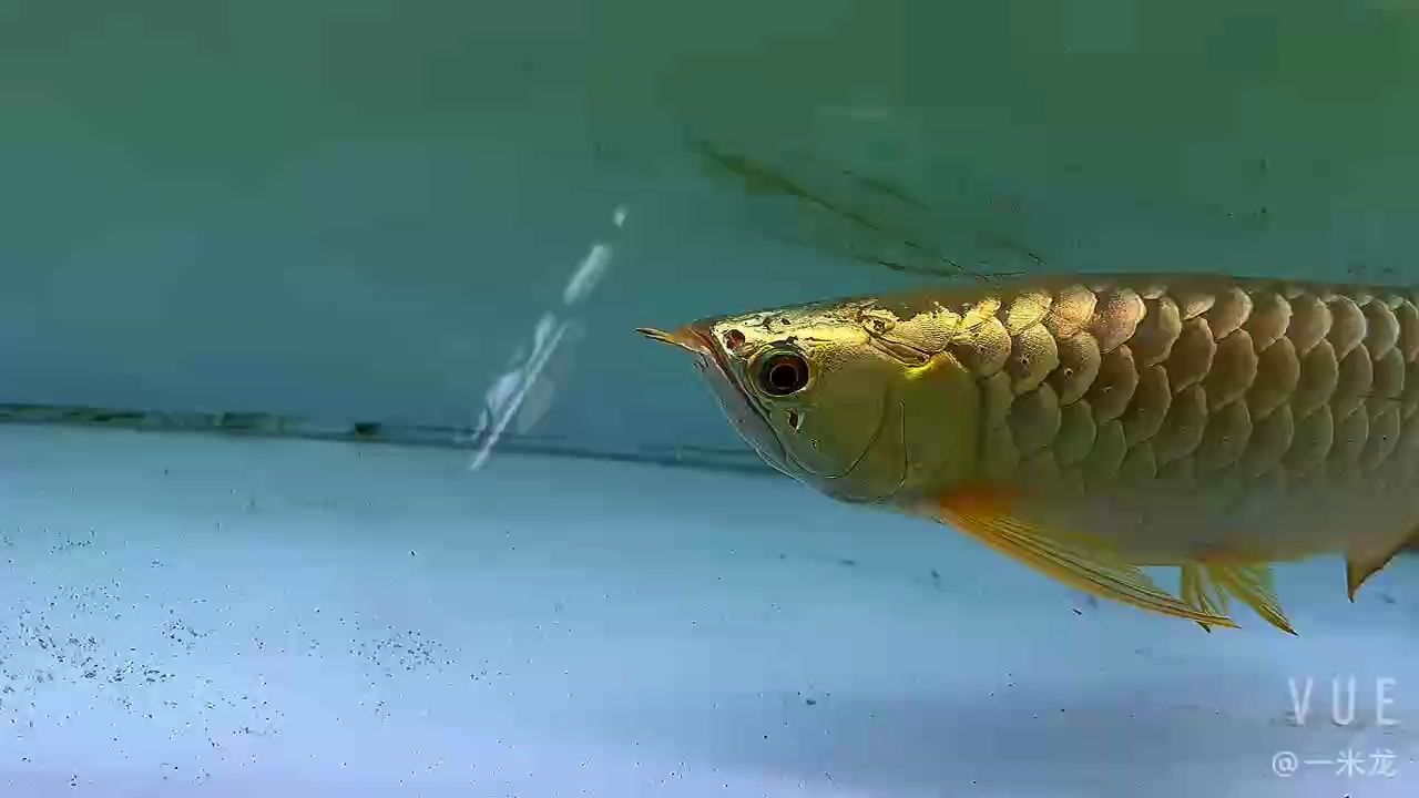 魚缸用增氧泵價格是多少:魚缸增氧機-xtrac增氧機-xtrac增氧機 為啥總覺得選不到自己想要的龍,心態的想法 龍魚論壇 為啥總覺得選不到自己想要的龍,心態的想法 為啥總覺得選不到自己想要的龍,心態的想法 龍魚論壇