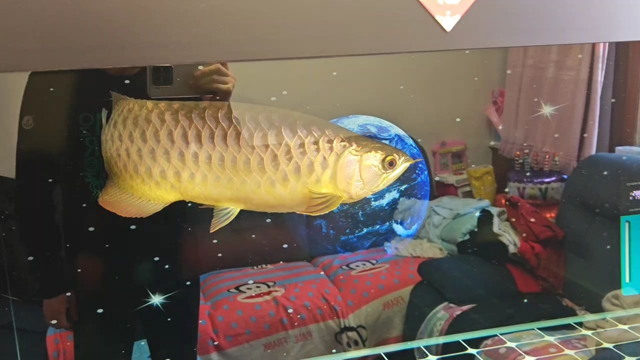 三月記錄一下 三月記錄一下 龍魚論壇