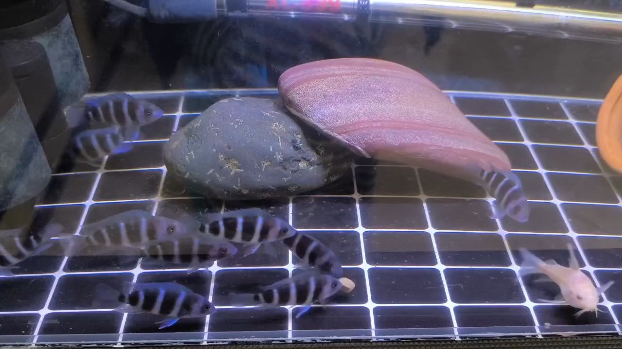 吃飯啦