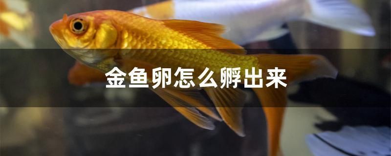 金魚卵怎么孵出來