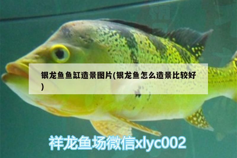銀龍魚魚缸造景圖片(銀龍魚怎么造景比較好)