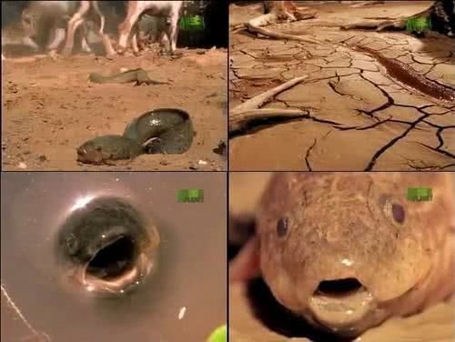 魚你同在，諧音梗創意昵稱大賞