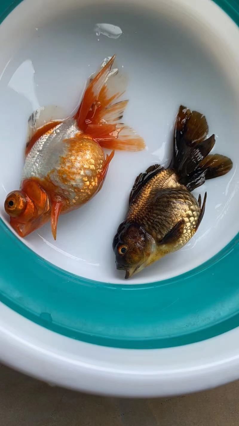 陽泉市城區魚翔鑫來魚店