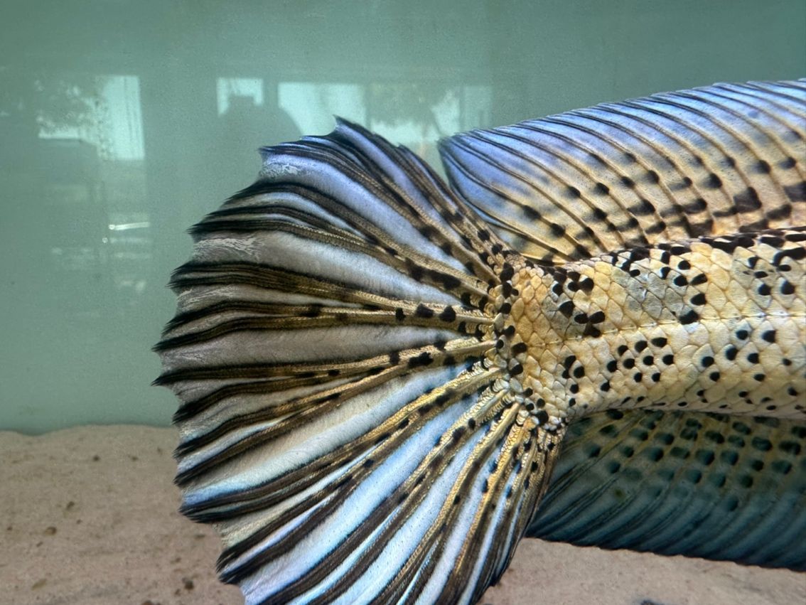 黃金眼鏡蛇雷龍