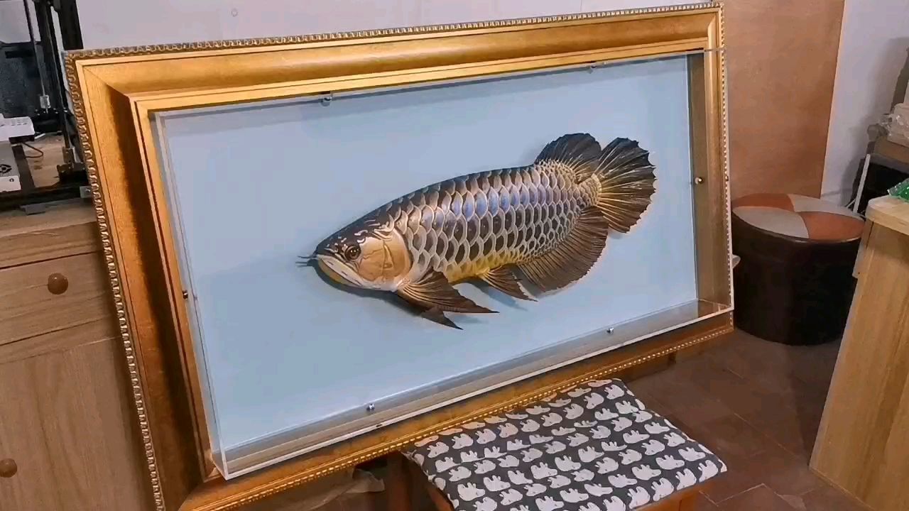 龍魚，作為觀賞魚需要的技巧和經(jīng)驗(yàn)，龍魚養(yǎng)殖龍魚需要一定的技巧和技巧和經(jīng)驗(yàn)，龍魚的養(yǎng)護(hù)