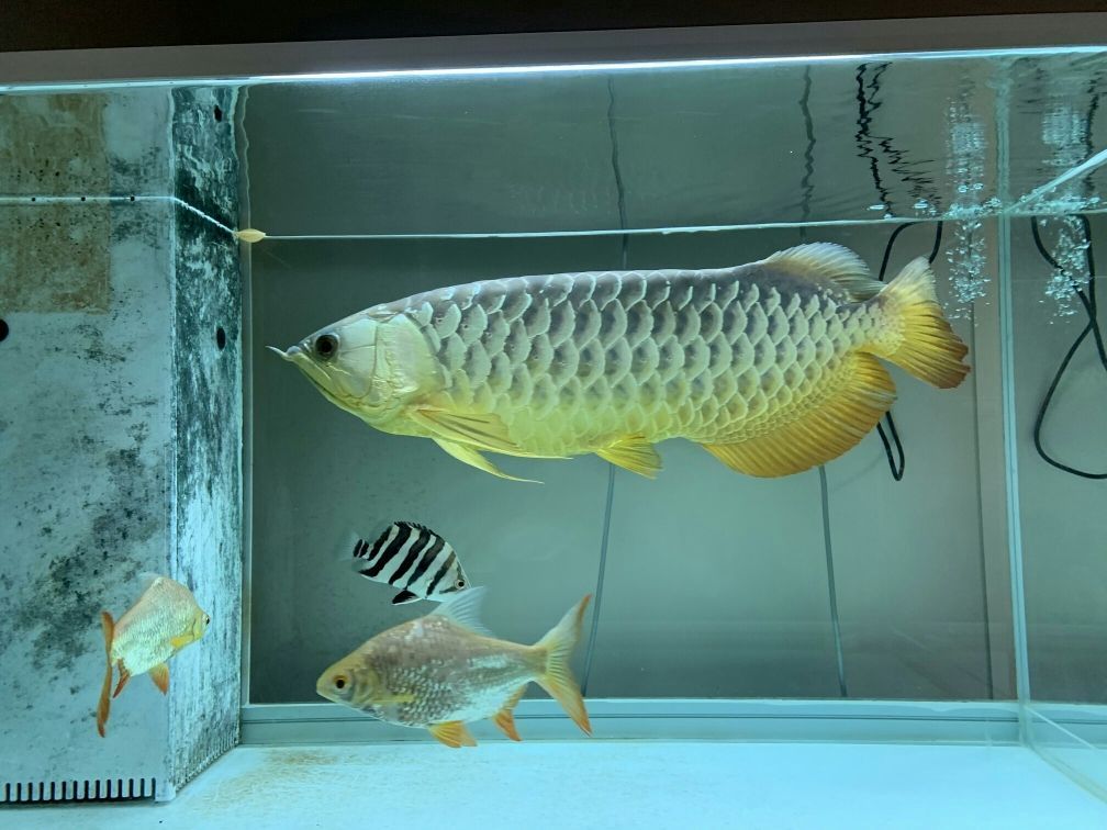 為什么魚缸長綠藻了還能養魚（魚缸長綠藻影響魚嗎）