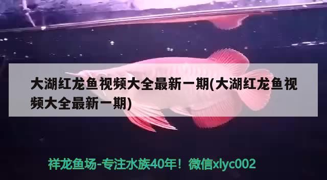 大湖紅龍魚視頻大全最新一期(大湖紅龍魚視頻大全最新一期)