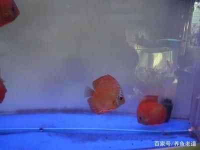 皇冠魚(yú)怎么養(yǎng)起頭（皇冠魚(yú)的飼養(yǎng)技巧包括以下幾個(gè)方面）