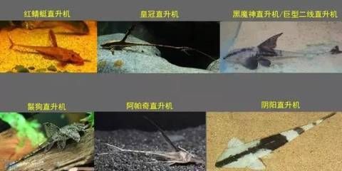 皇冠魚(yú)怎么養(yǎng)起頭（皇冠魚(yú)的飼養(yǎng)技巧包括以下幾個(gè)方面）