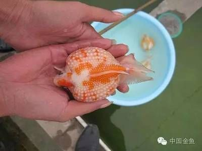 皇冠魚(yú)怎么養(yǎng)起頭（皇冠魚(yú)的飼養(yǎng)技巧包括以下幾個(gè)方面）