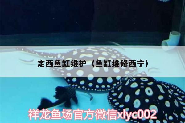 定西魚缸維護（魚缸維修西寧）