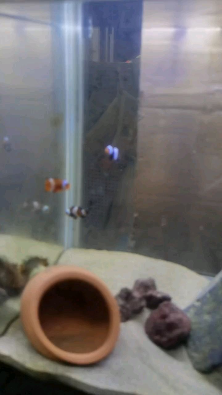 新魚入缸