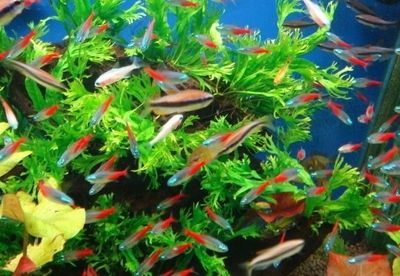 觀賞魚熱門排行榜前十名有哪些(觀賞魚熱門排行榜) 貝因美 第4張 觀賞魚熱門排行榜前十名有哪些(觀賞魚熱門排行榜) 觀賞魚熱門排行榜前十名有哪些(觀賞魚熱門排行榜) 貝因美 第4張