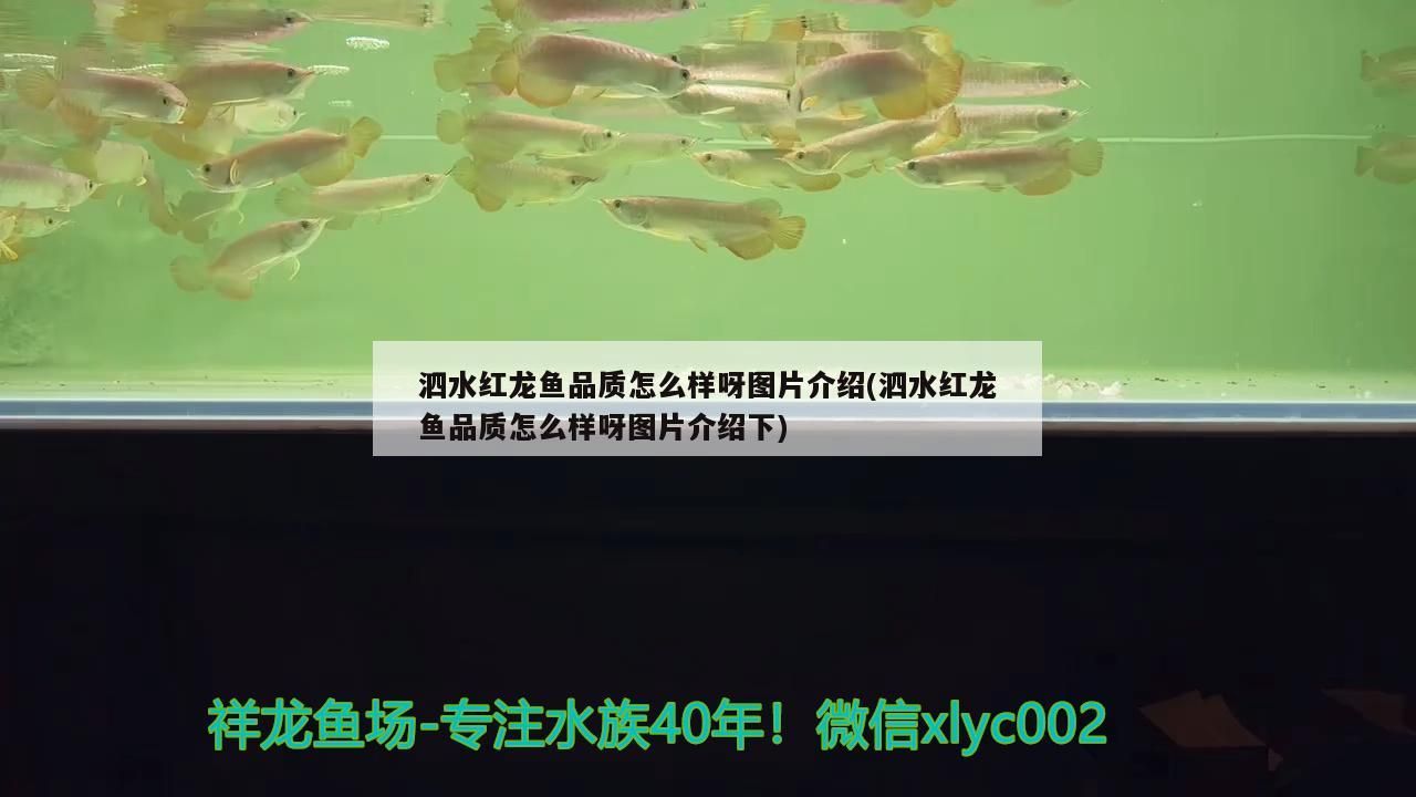 飼料 泗水紅龍魚品質(zhì)怎么樣呀圖片介紹(泗水紅龍魚品質(zhì)怎么樣呀圖片介紹下) 泗水龍魚 泗水紅龍魚品質(zhì)怎么樣呀圖片介紹(泗水紅龍魚品質(zhì)怎么樣呀圖片介紹下) 泗水紅龍魚品質(zhì)怎么樣呀圖片介紹(泗水紅龍魚品質(zhì)怎么樣呀圖片介紹下) 泗水龍魚