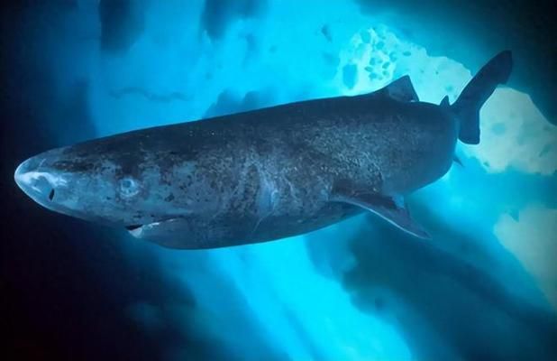 魚喜歡老水預示著什么，生態、文化與心理的多重解讀