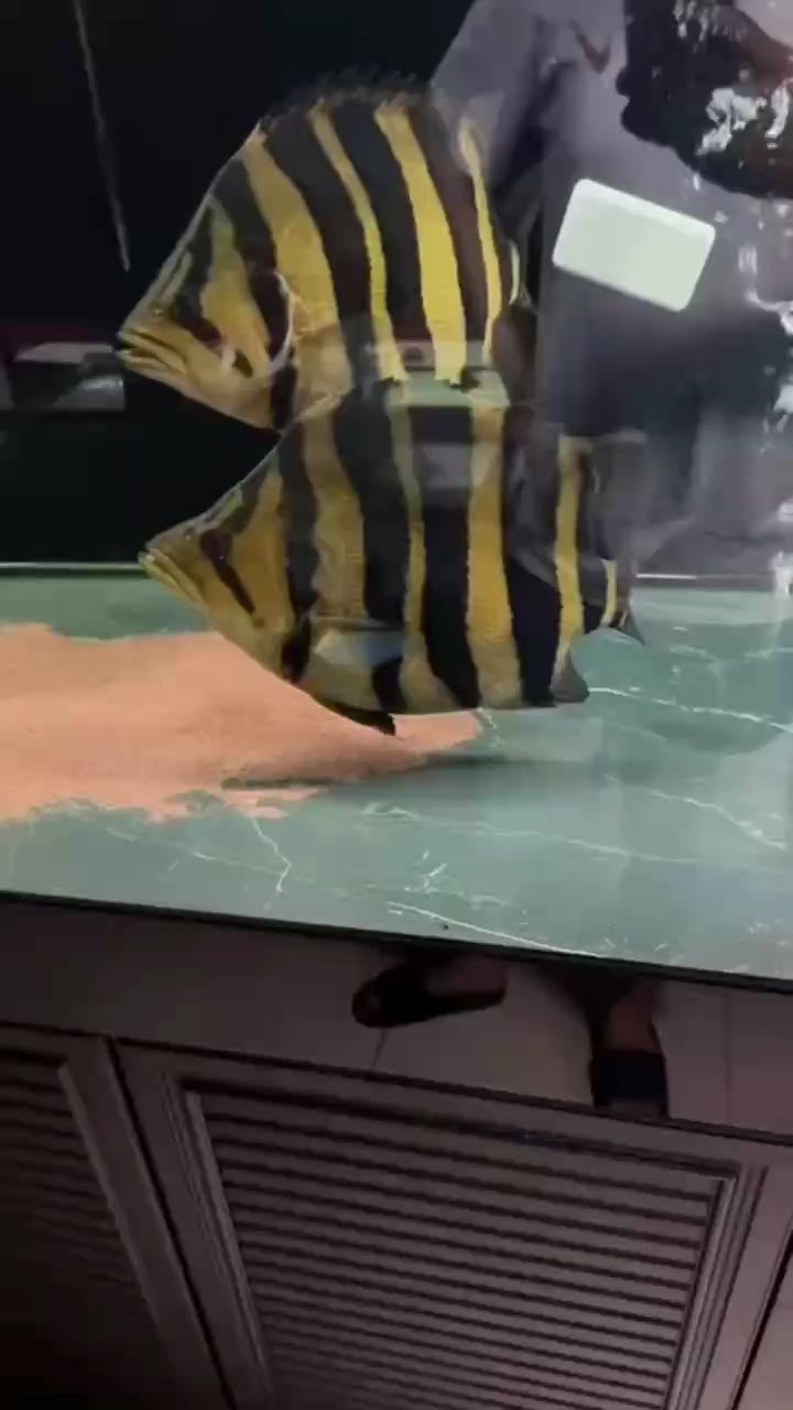 一步到位的兩只巨發球虎