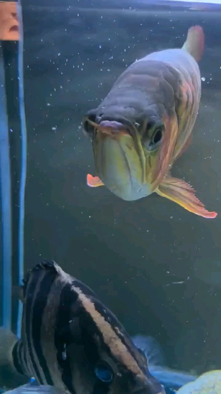 虎魚蒙眼
