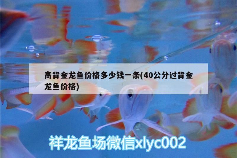 定州二手魚缸轉讓電話地址及電話 定州二手魚缸轉讓電話地址及電話號碼