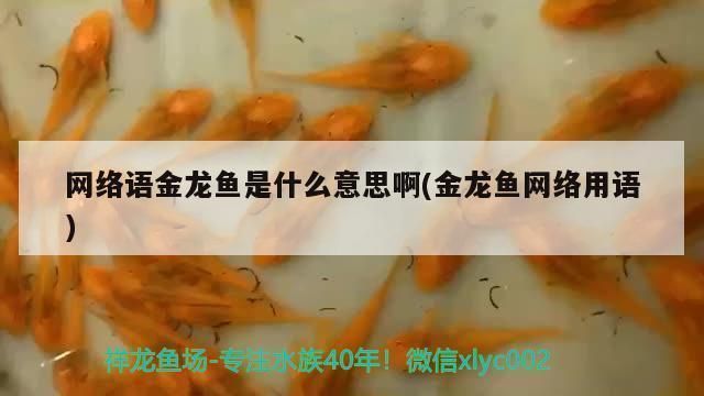 過(guò)背金龍魚是什么意思網(wǎng)絡(luò)用語(yǔ)怎么說(shuō)