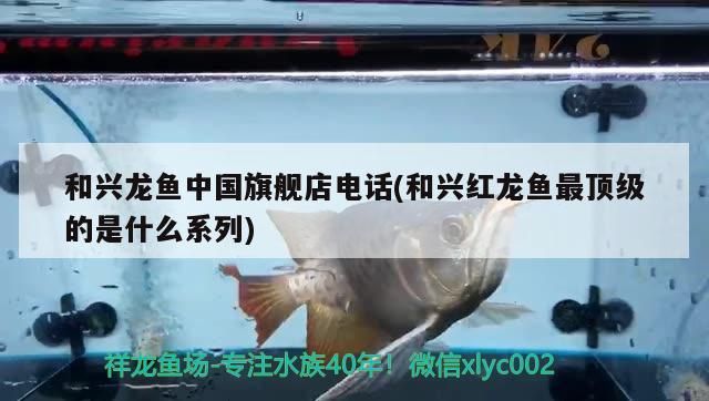 和興龍魚中國旗艦店電話(和興紅龍魚最頂級的是什么系列)