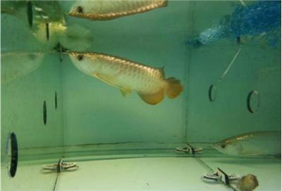 魚喜歡開燈還是關燈？揭秘光照對魚類行為的影響
