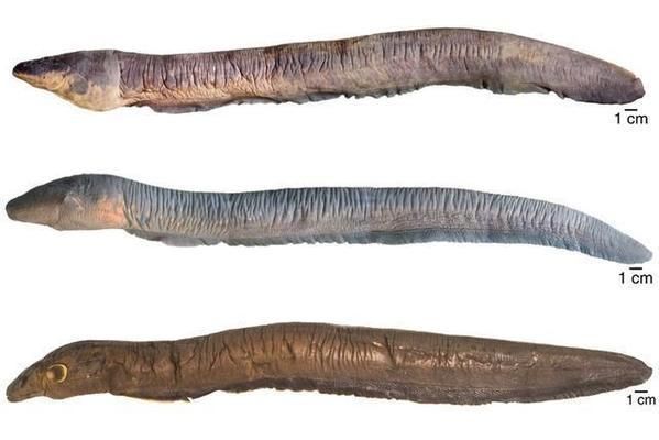 魚喜歡渾水還是清水？揭秘魚類生存的水質偏好