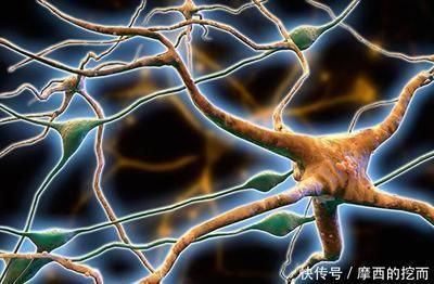 元寶鳳凰魚疾病預(yù)防方法：元寶鳳凰魚混養(yǎng)注意事項元寶鳳凰魚混養(yǎng)注意事項