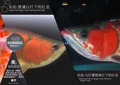 馬印燈放在水族箱的哪個位置好呢：馬印燈放在水族箱的哪個位置好