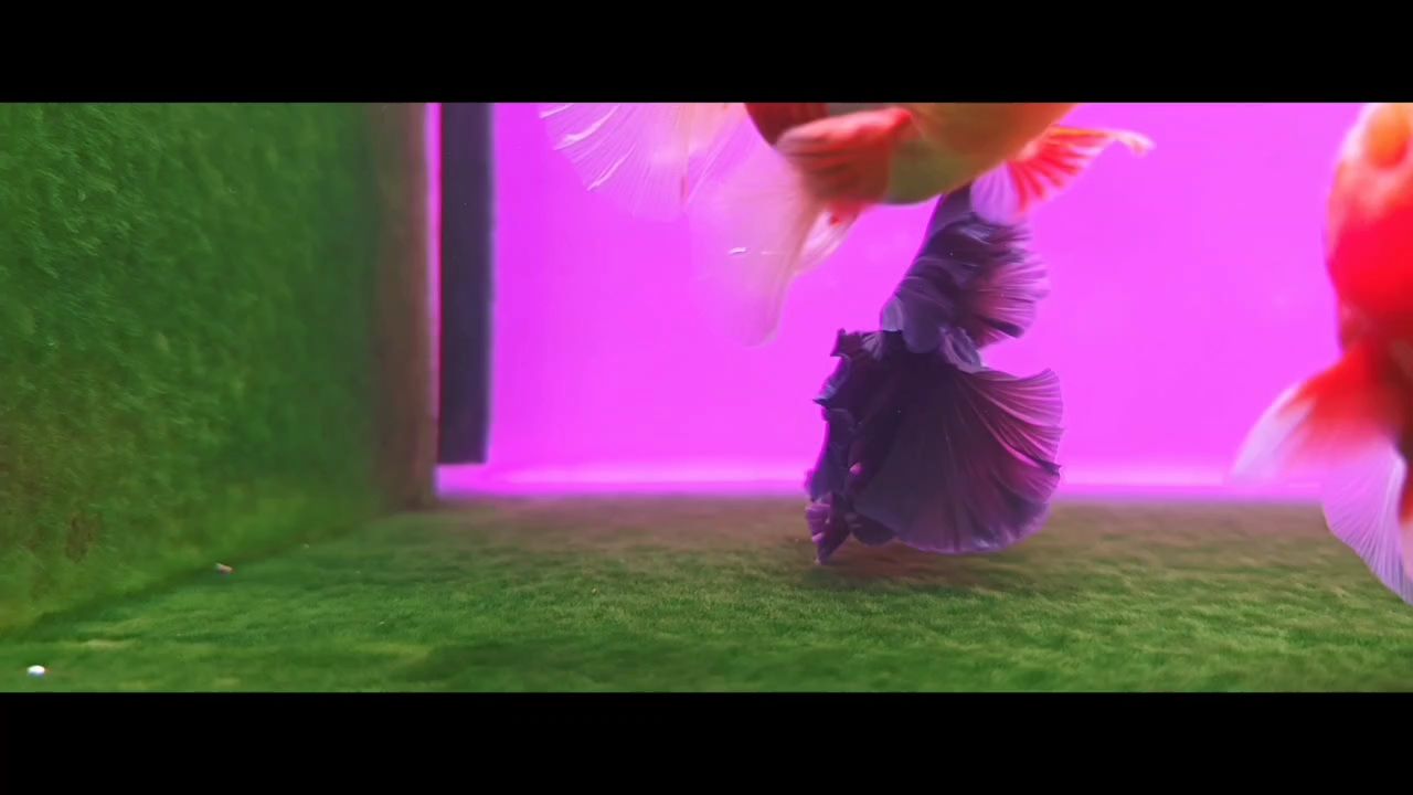 養(yǎng)魚(yú)的盡頭