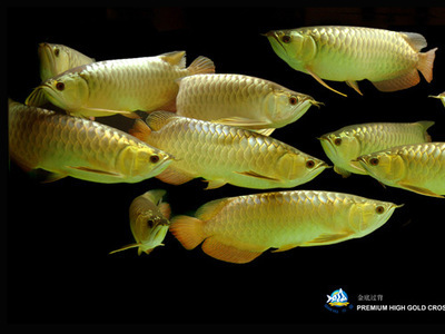 長沙二手魚缸轉讓58同城信息網（長沙二手魚缸轉讓58同城信息網電話）