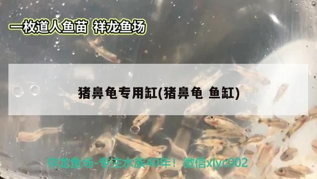豬鼻龜專用缸(豬鼻龜魚缸)