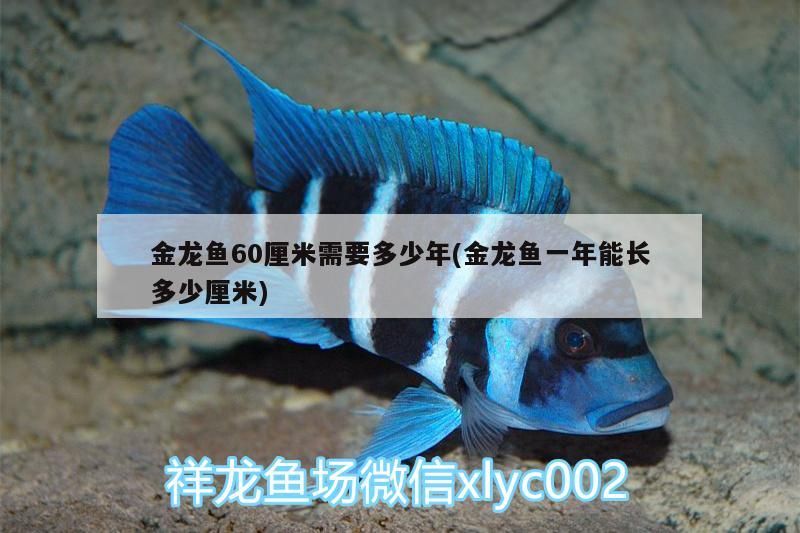蒙陰哪里有賣魚缸的地方啊（蒙陰哪里有賣魚缸的地方啊多少錢）