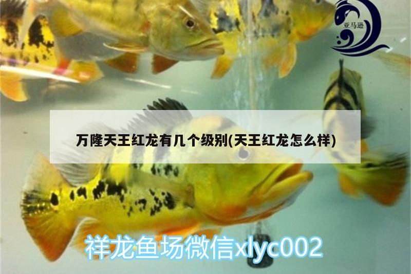 萬隆天王紅龍有幾個(gè)級別(天王紅龍?jiān)趺礃?