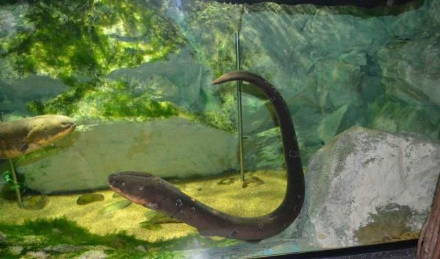 魚團滅后魚缸怎樣徹底消毒，全面指南