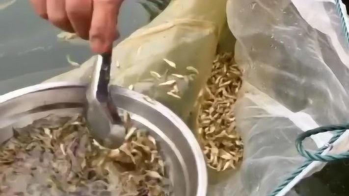 小蝴蝶鯉苗60元一斤貴嗎（小蝴蝶鯉養殖成本）