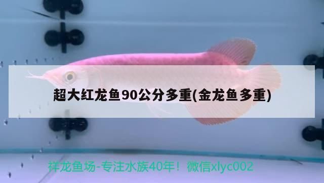 超大紅龍魚90公分多重(金龍魚多重)