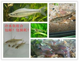北方有什么原生觀賞魚品種（北方地區的原生觀賞魚品種和原生觀賞魚的定義和種類）