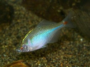 北方有什么原生觀賞魚品種（北方地區的原生觀賞魚品種和原生觀賞魚的定義和種類）